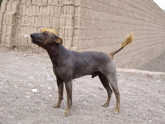 Peruvian dog